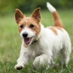 schwarzer-und-synopet