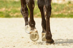 Flex-Horse-pferd-Synopet