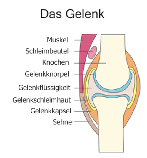 Gelenk-zeichnung-synopet