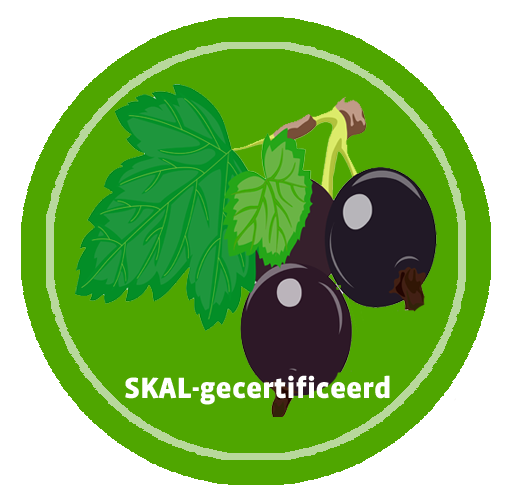 icon-schwarze-johannisbeere