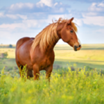 kaninchen-synopet-test