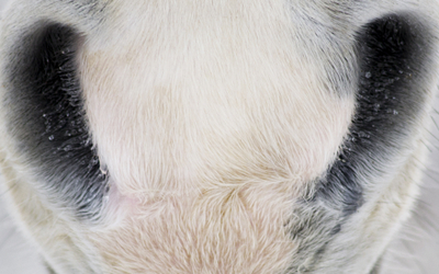 # paardenblog | Vuurwerkstress