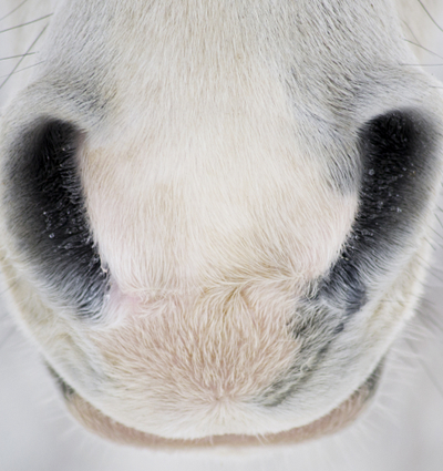 # paardenblog | Vuurwerkstress