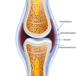 Wie-ist-der-Gelenkknorpel-aufgebaut