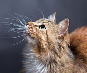 feli-syn-fuer-katzen