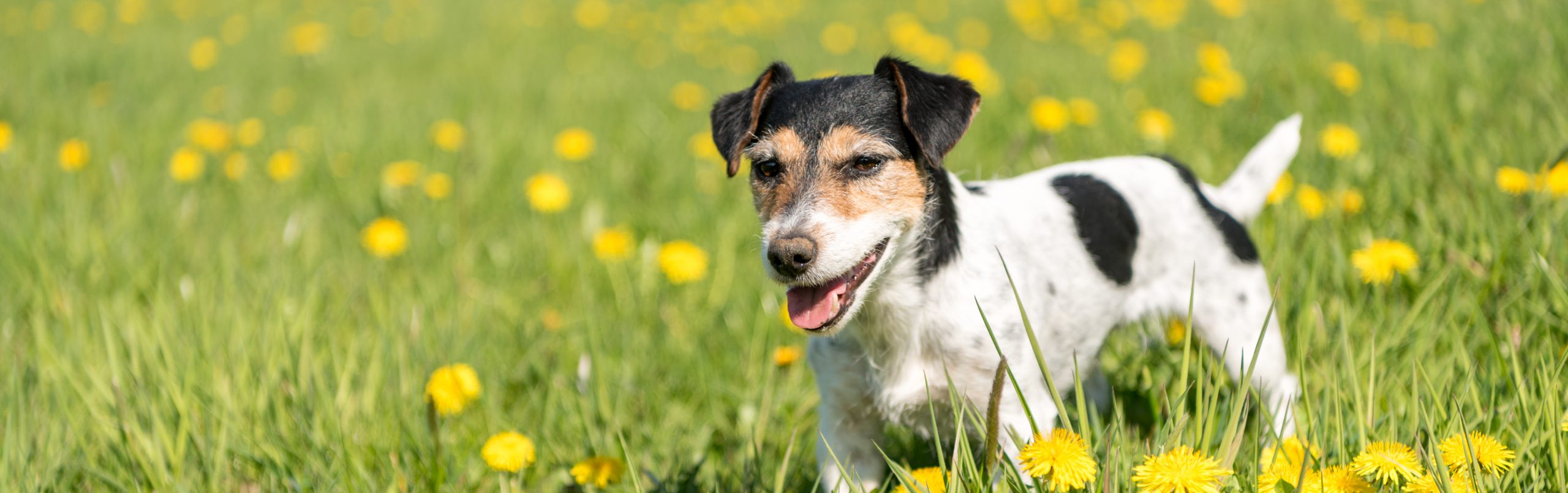 Hund-gelenke-test-synopet